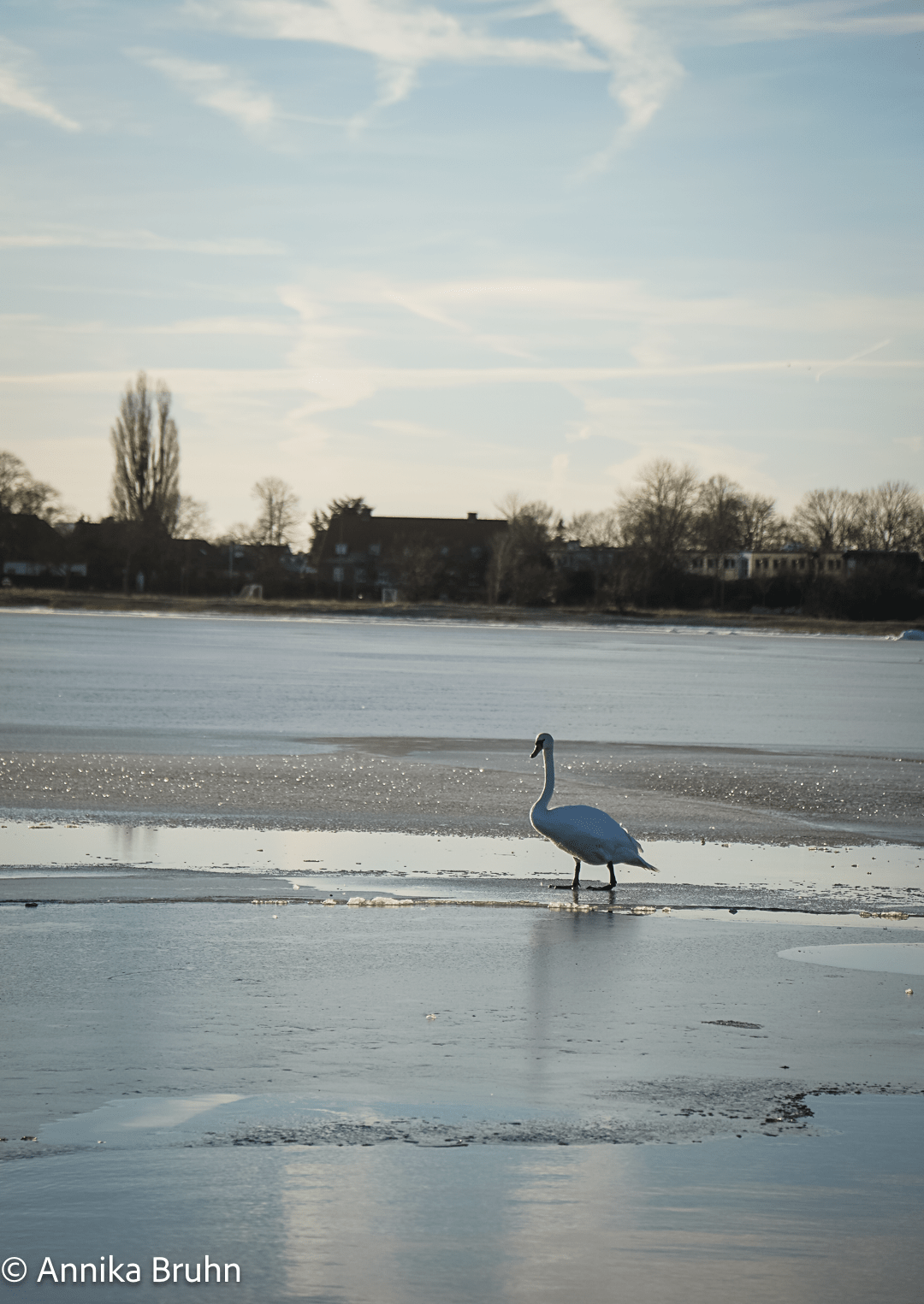 Schwan im Abendlicht